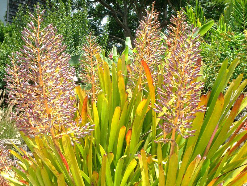�G�N���A�E�u�������A�iAechmea bromeliad�j